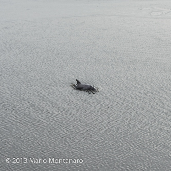 A dolphin breaches the surface while swimming in the Navesink River