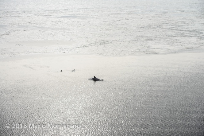 A dolphin breaches the surface while swimming in the Navesink River.  Ducks can be seen nearby, as well as forming ice.
