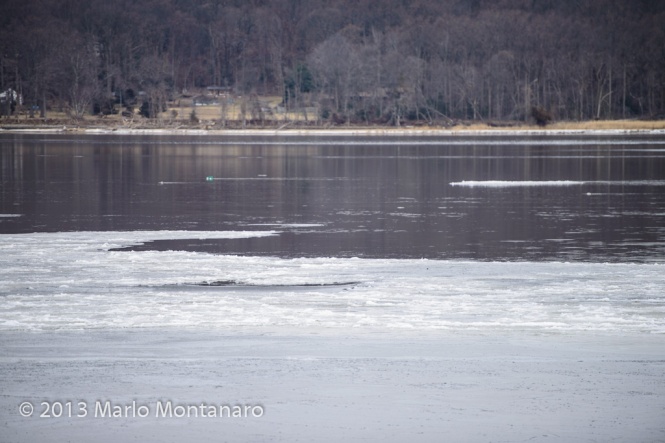 Ice builds on the Navesink River in the vacinity of the Oceanic Bridge as dolphins swim nearby